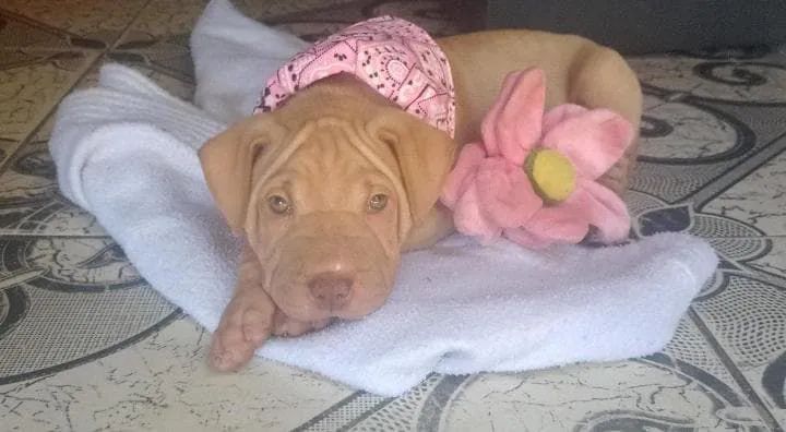 Venda de cachorro 