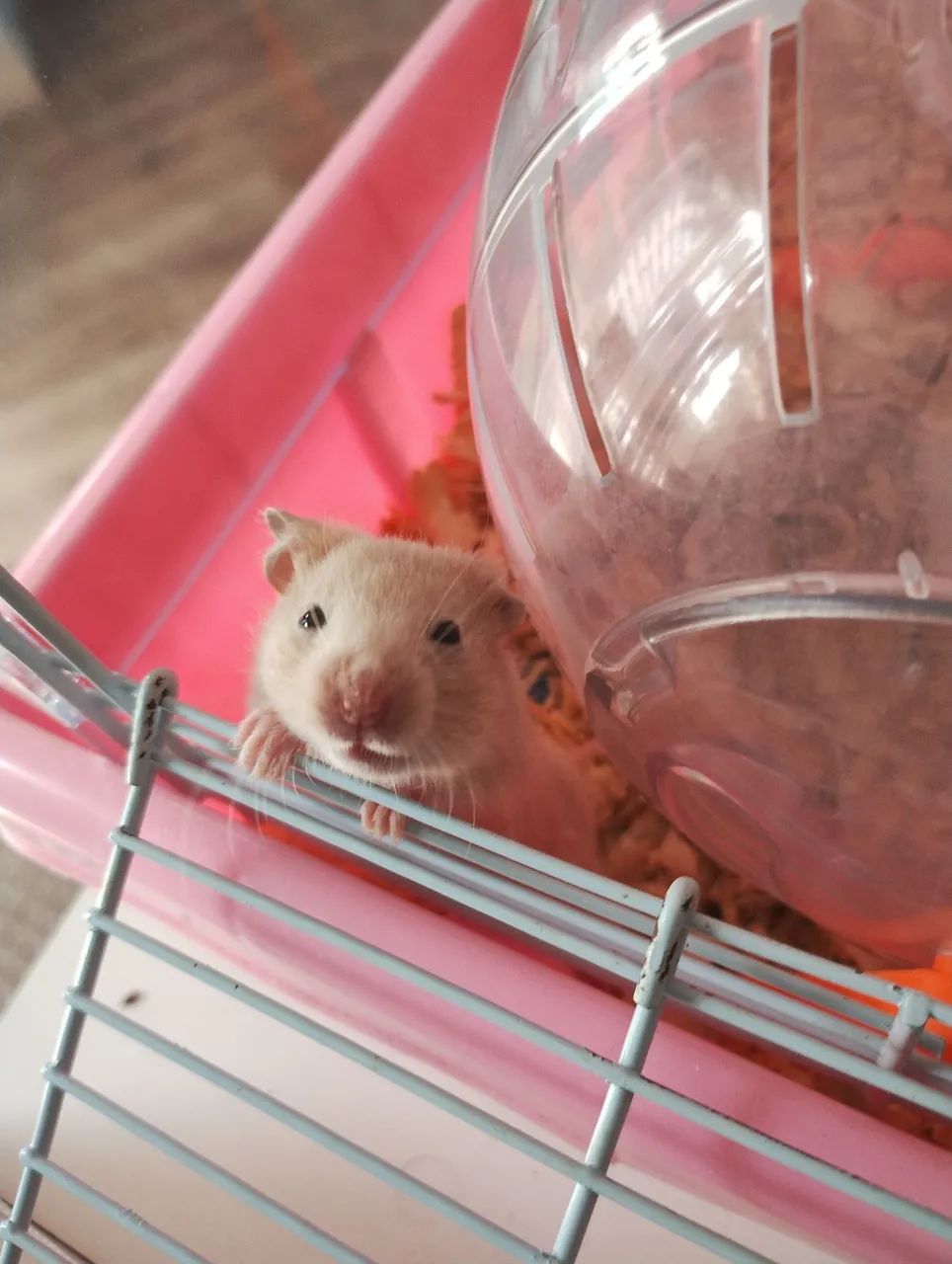 Hamster - Foto 2
