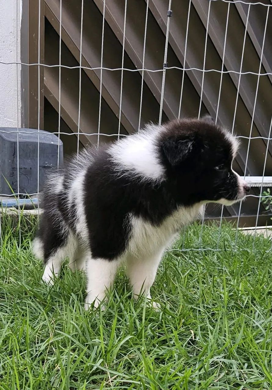 Border collie  - Foto 4