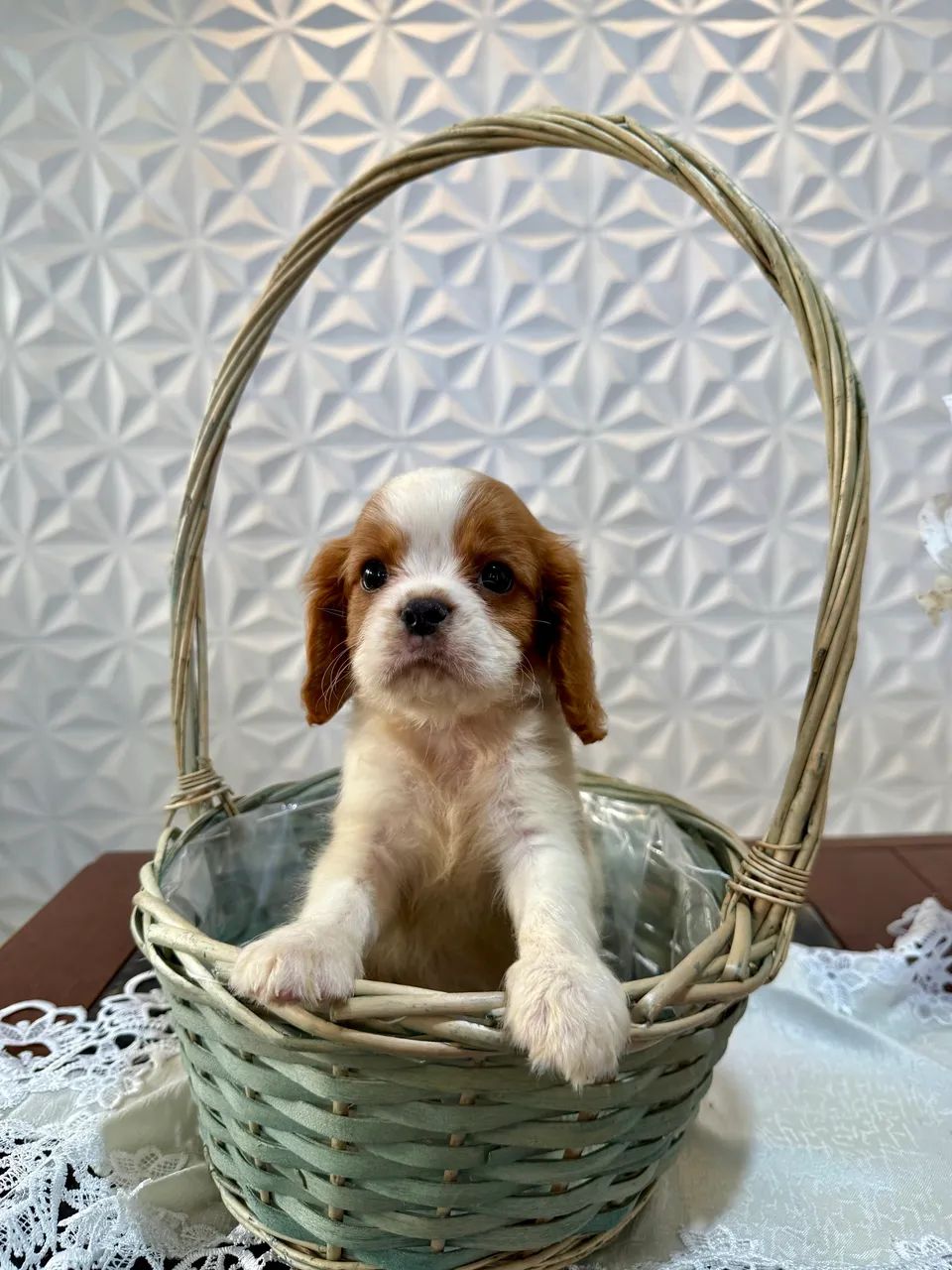     Pequeno Príncipe Cavalier - Charme e Elegância em Cada Detalhe - Foto 3