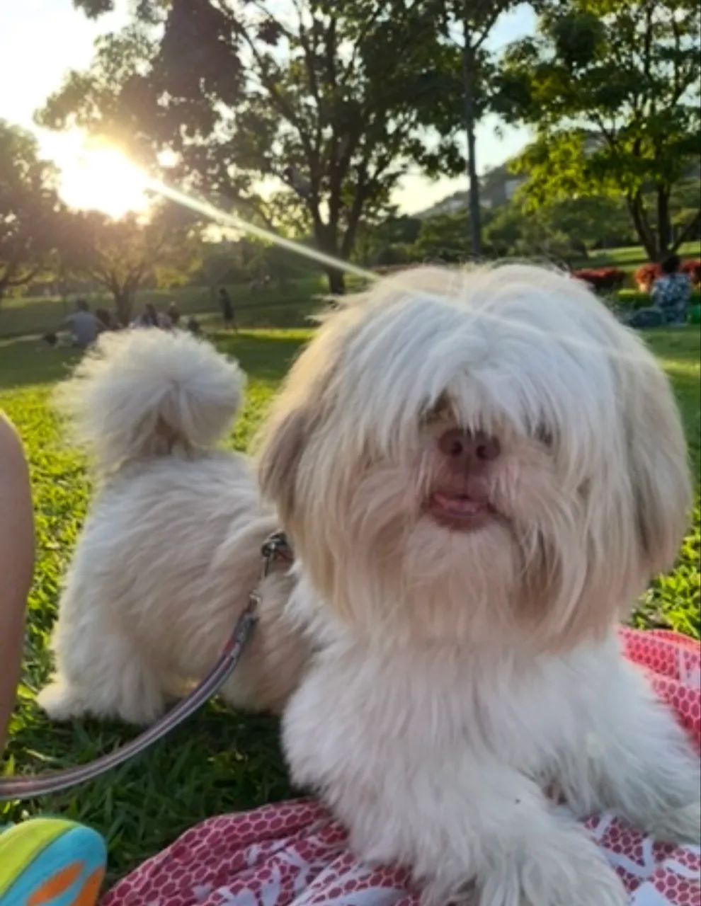 Shih Tzu Fígado