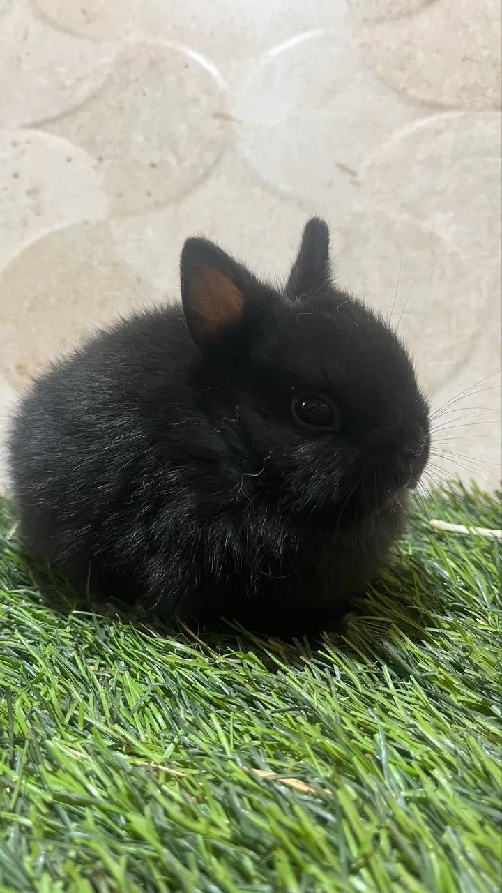 Mini coelhos  - Foto 3