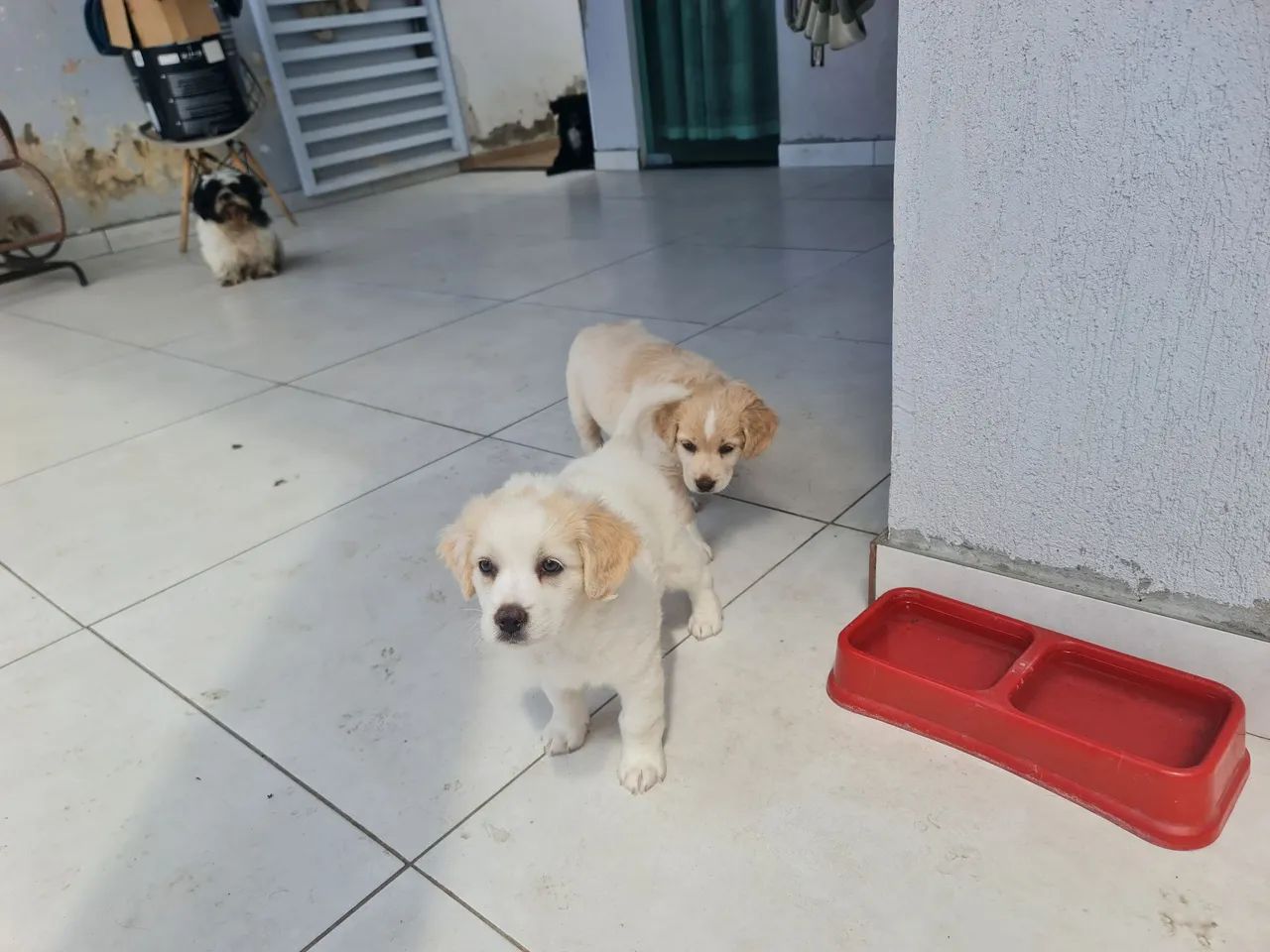 Fêmeas para adoção  - Foto 2