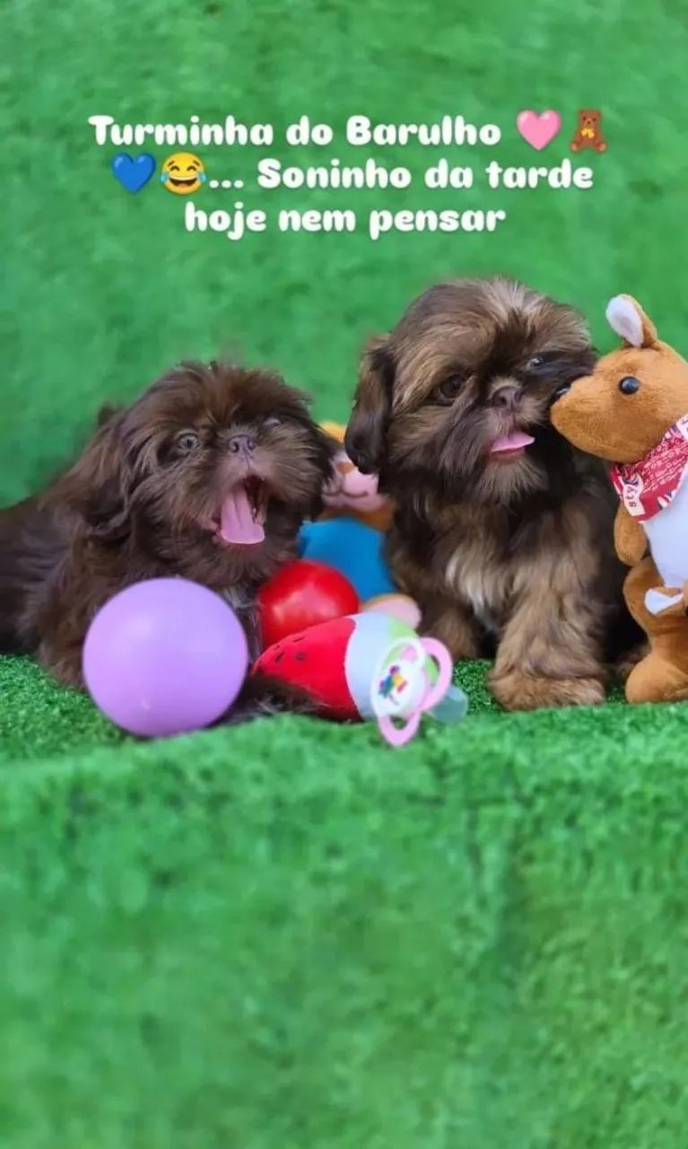 Shih-tzu Cuiabá 