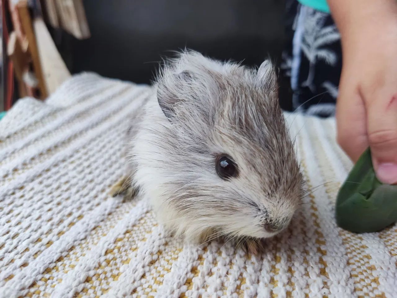 Porquinho da Índia  - Foto 3