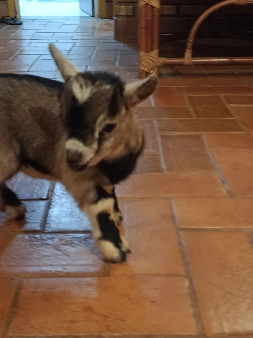 Mini cabrito macho - Foto 4