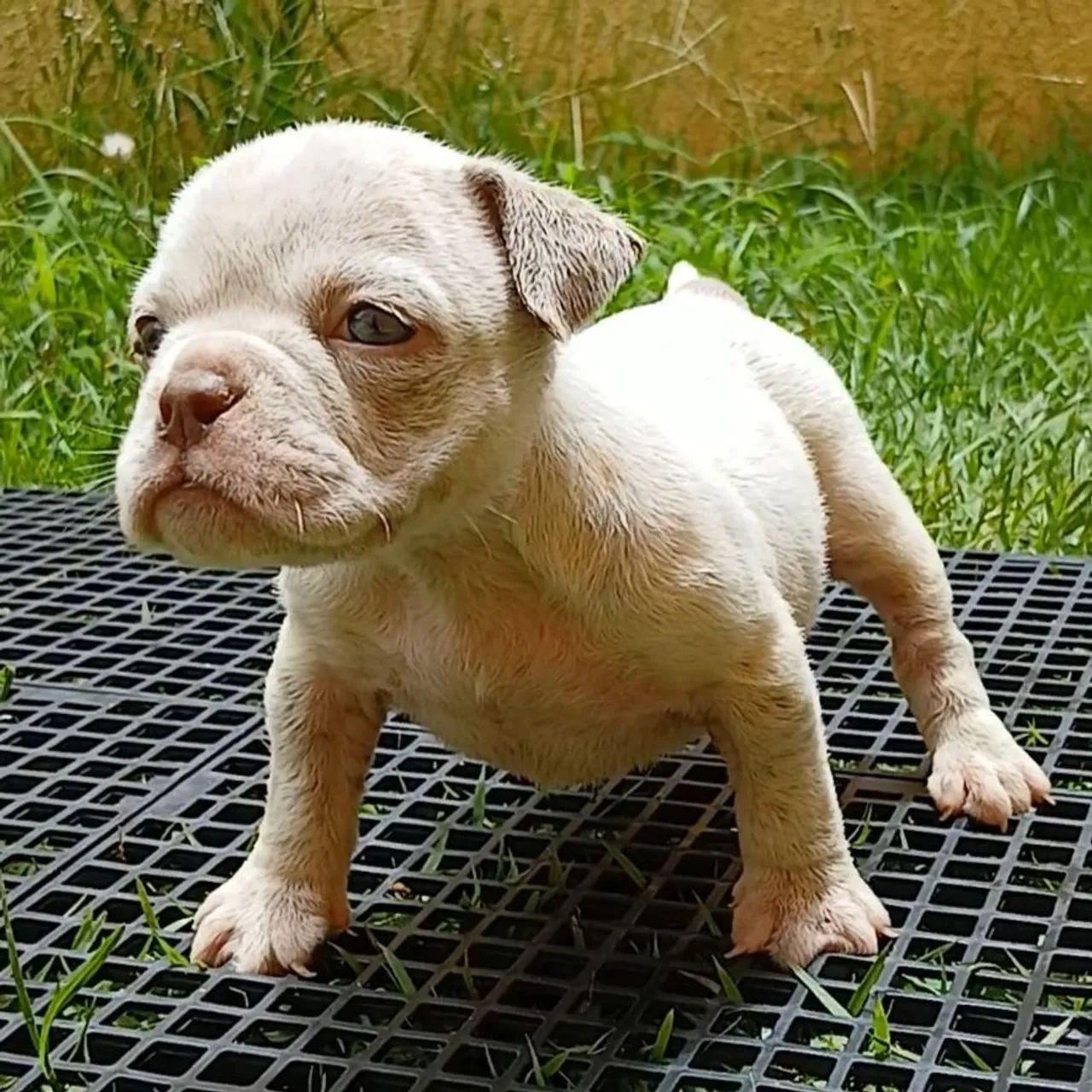 American Bully  /  Exotic Bully Filhotes Disponível Fêmea e Machos - Foto 4