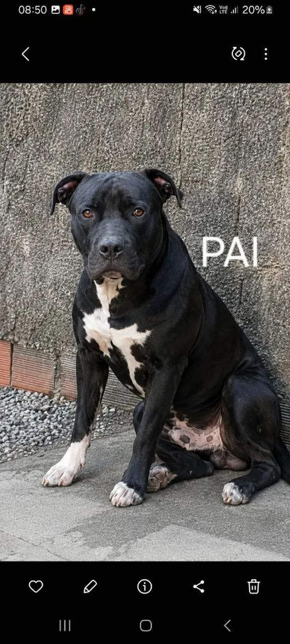 Pitbull  - Foto 5