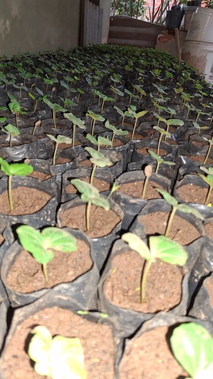 MUDAS DE CAFÉ CATUAÍ À VENDA 