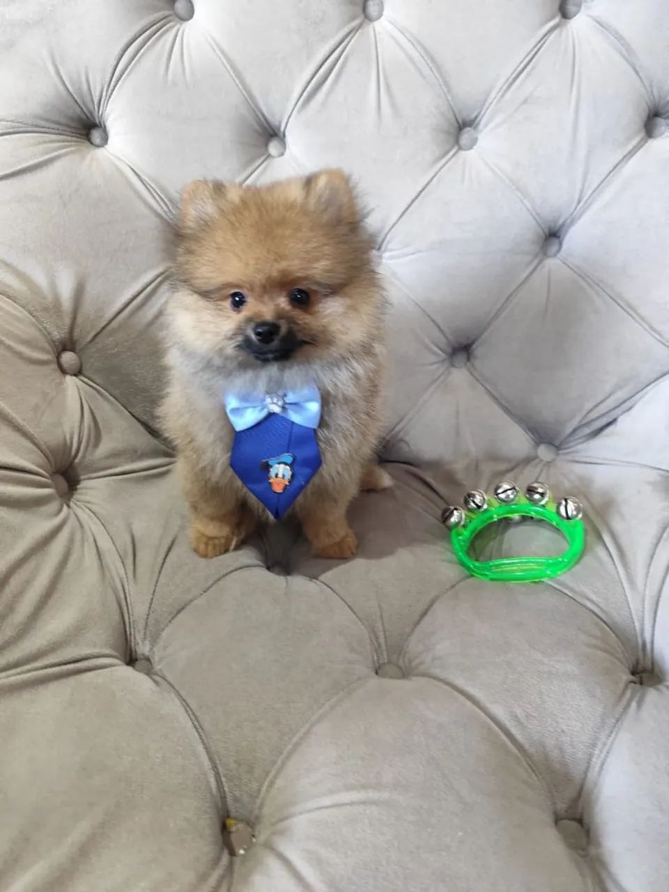 Fêmea e macho Spitz Alemão  - Foto 2