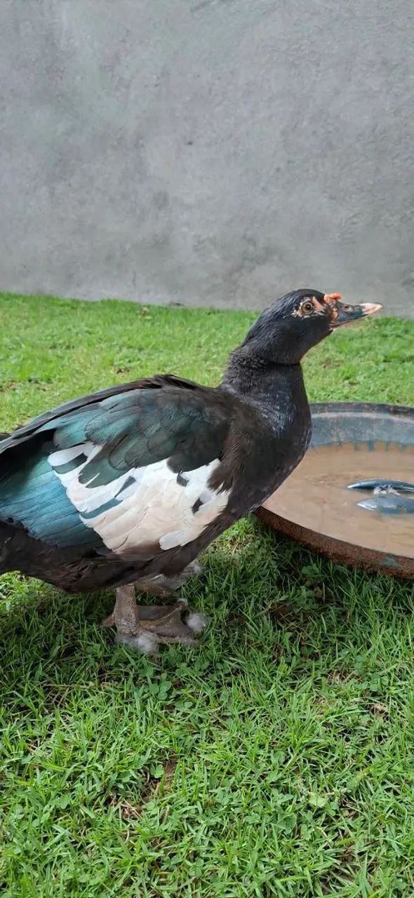 Patos - Foto 3