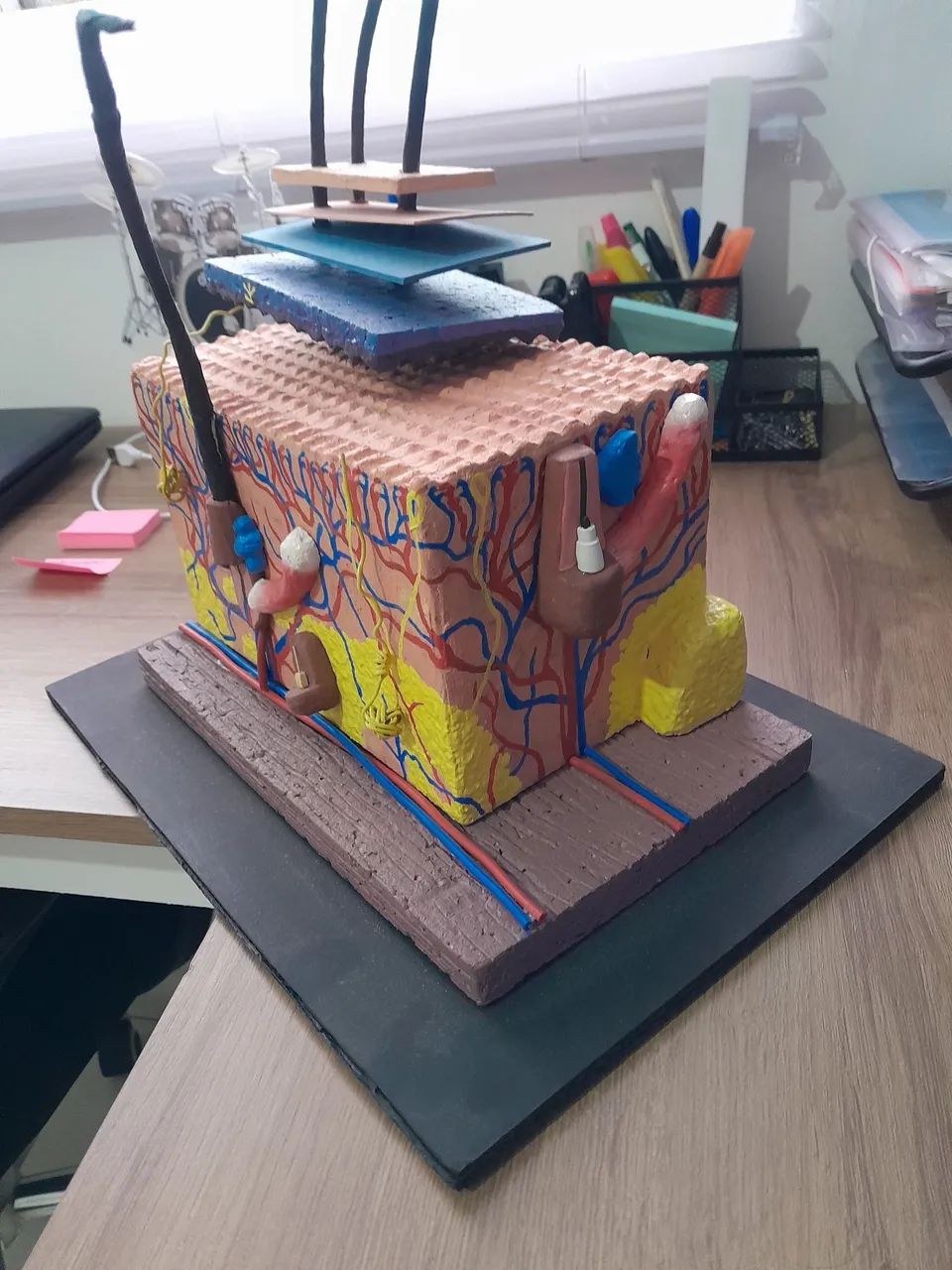 MAQUETE CAMADAS DA PELE  - Foto 2
