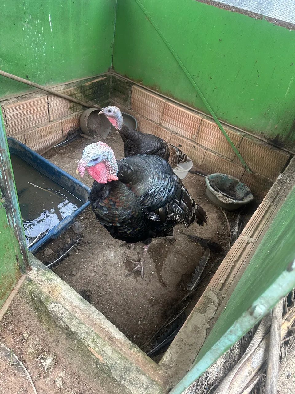 Vendo casal de Peru  - Foto 2