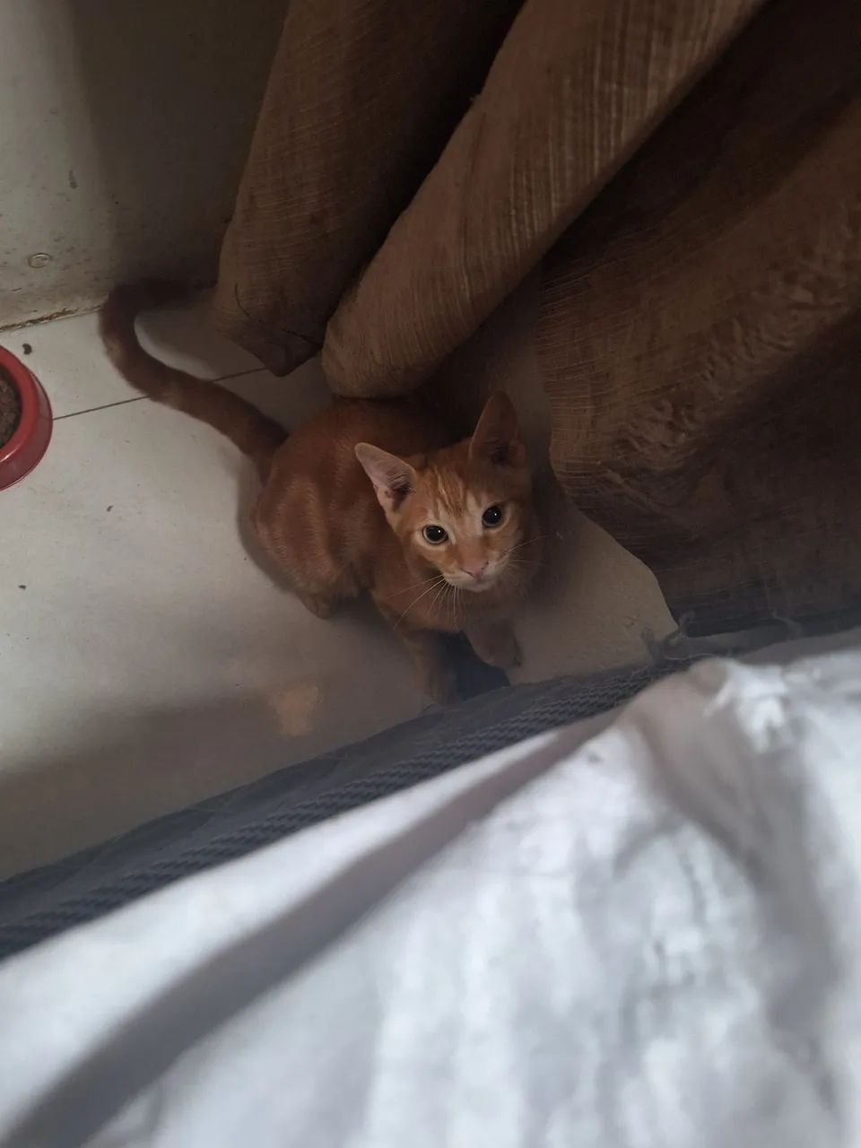 Doação gato laranja 