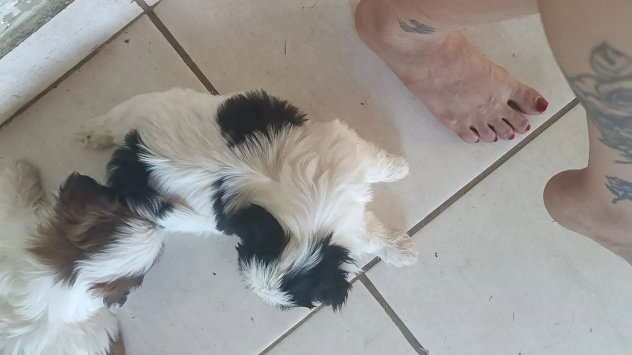 Shitzu macho olho azul - Foto 4