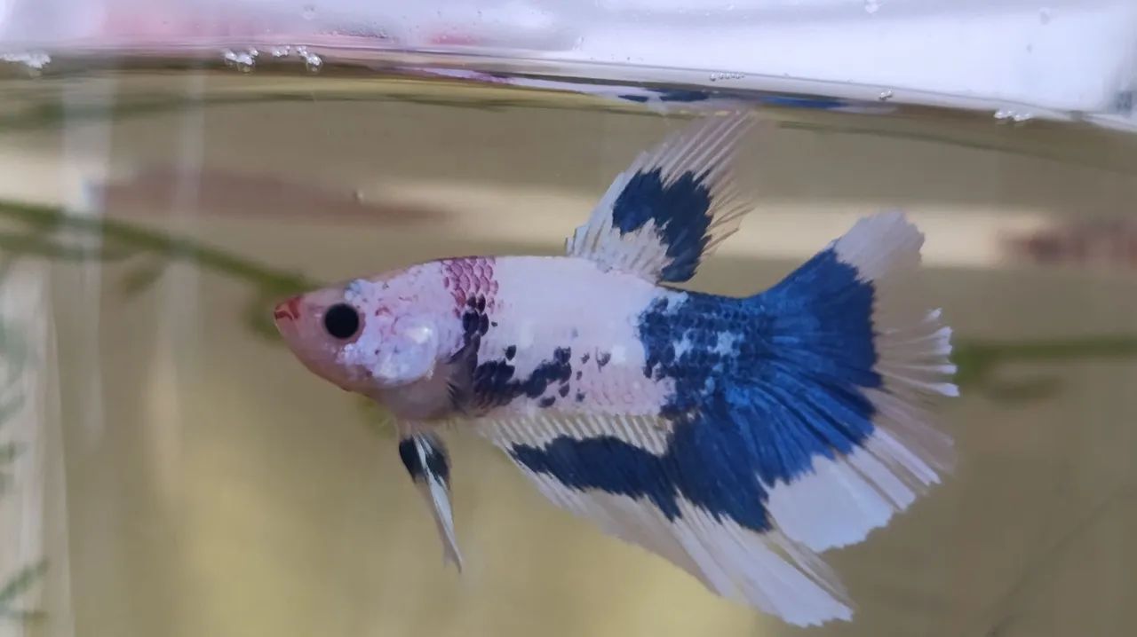 Peixe ornamental Betta - Foto 4