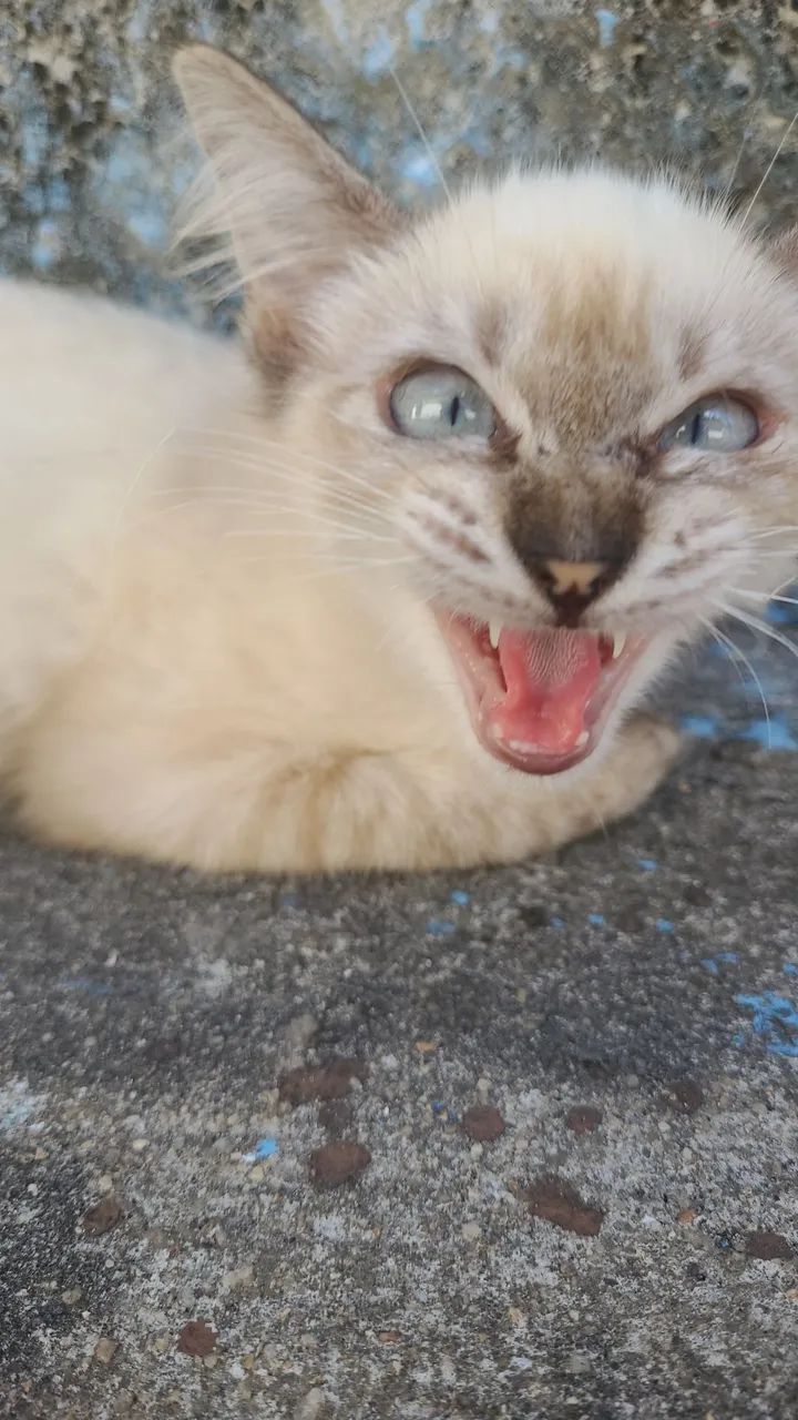 Doa-se gato siamês  - Foto 4