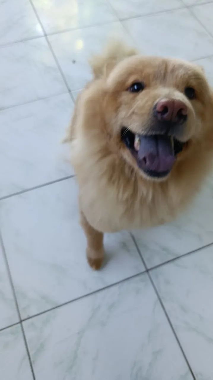 Adoção responsável Chow Chow - Foto 3