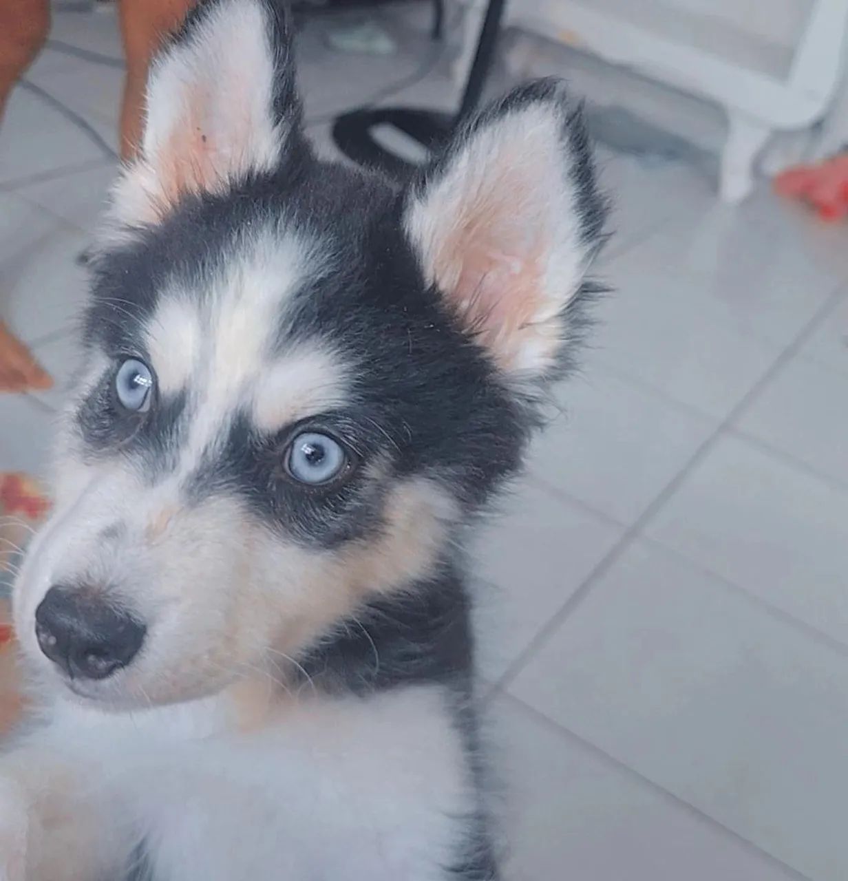 HUSKY SIBERIANO MACHO - Foto 2