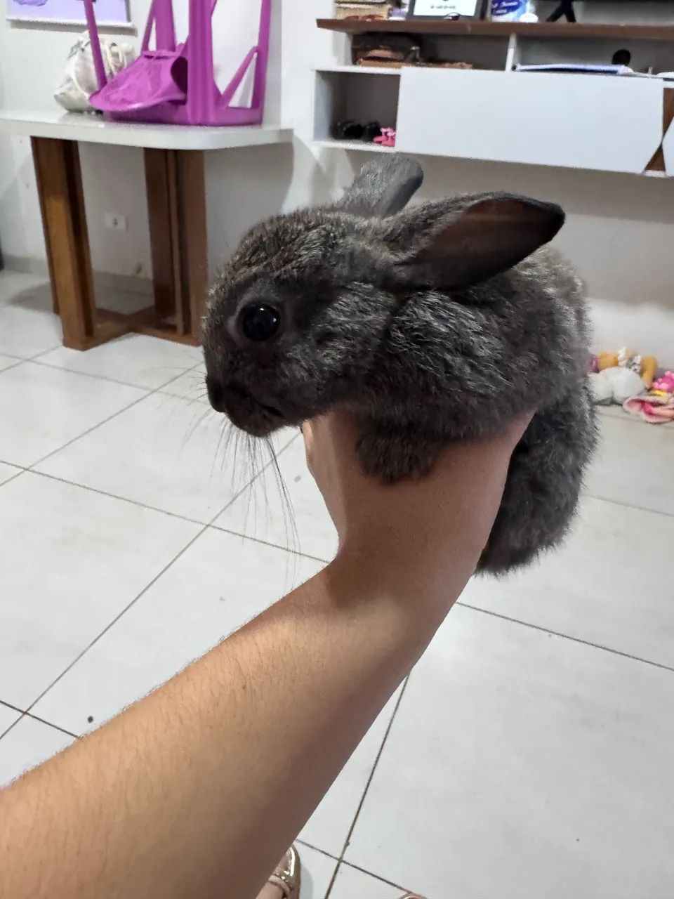 Coelho adulto em doação  - Foto 2