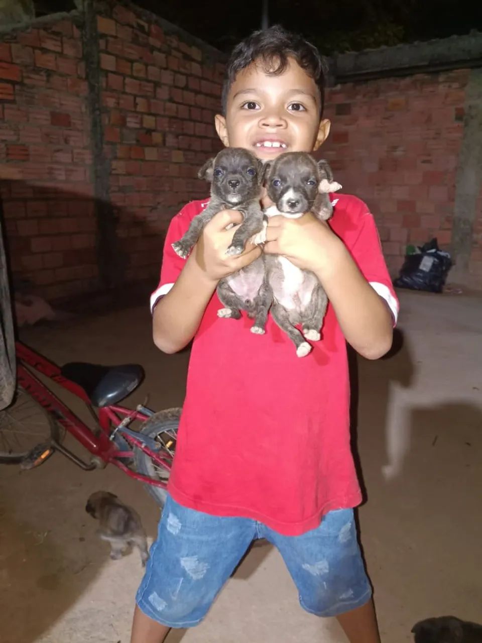 Cachorros - Foto 2