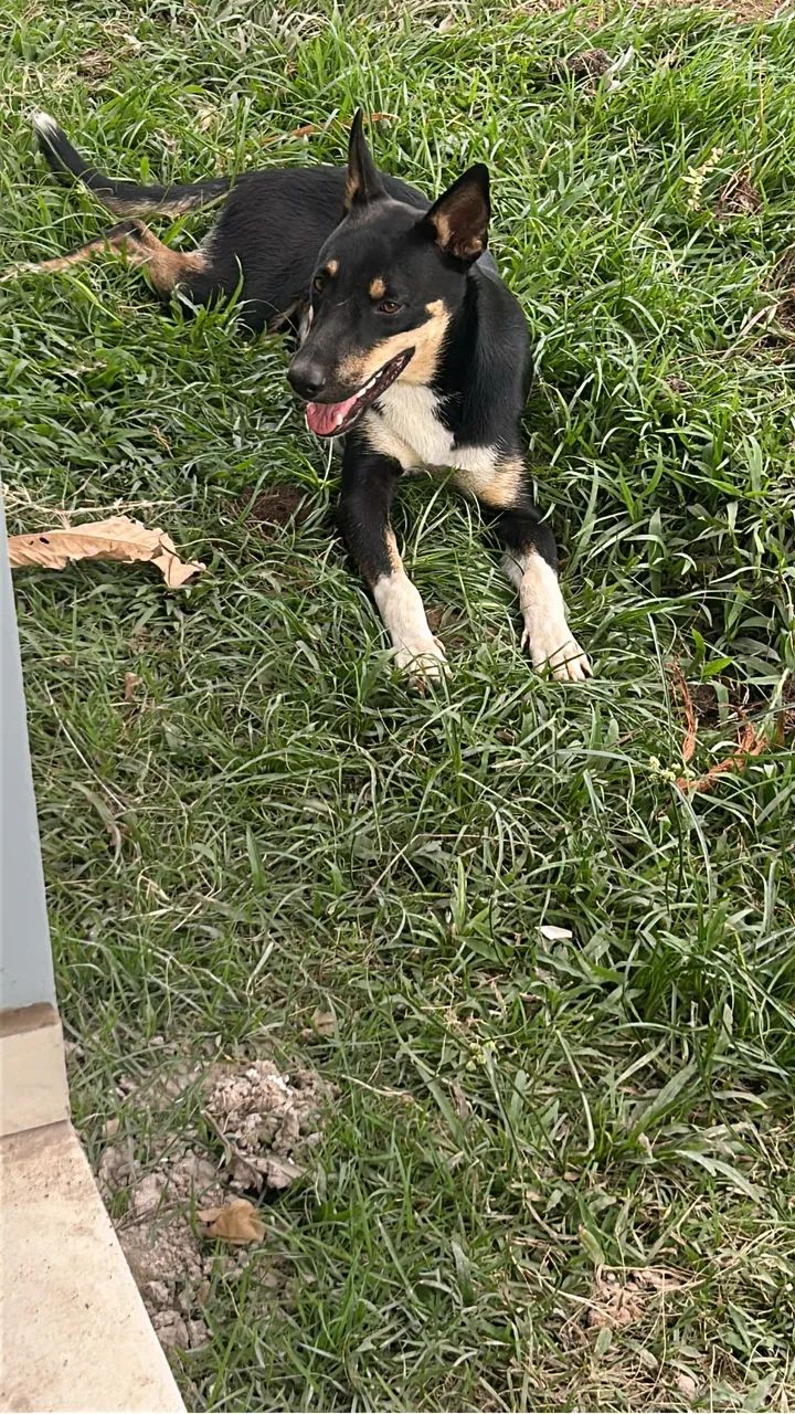 Doa-se cachorrinha  - Foto 3