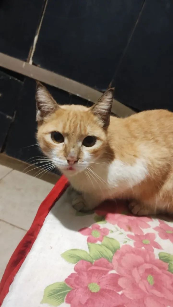 Doa-se gata super sociável 