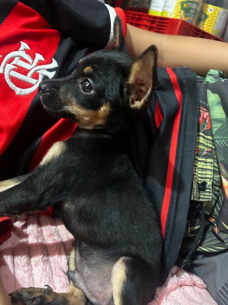 Cachorro pincher  - Foto 2