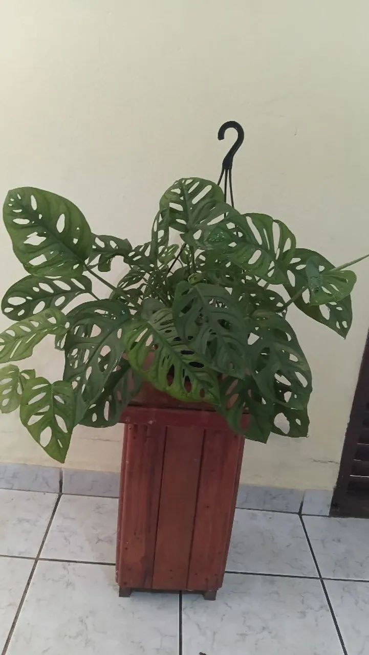 Plantas pendentes 