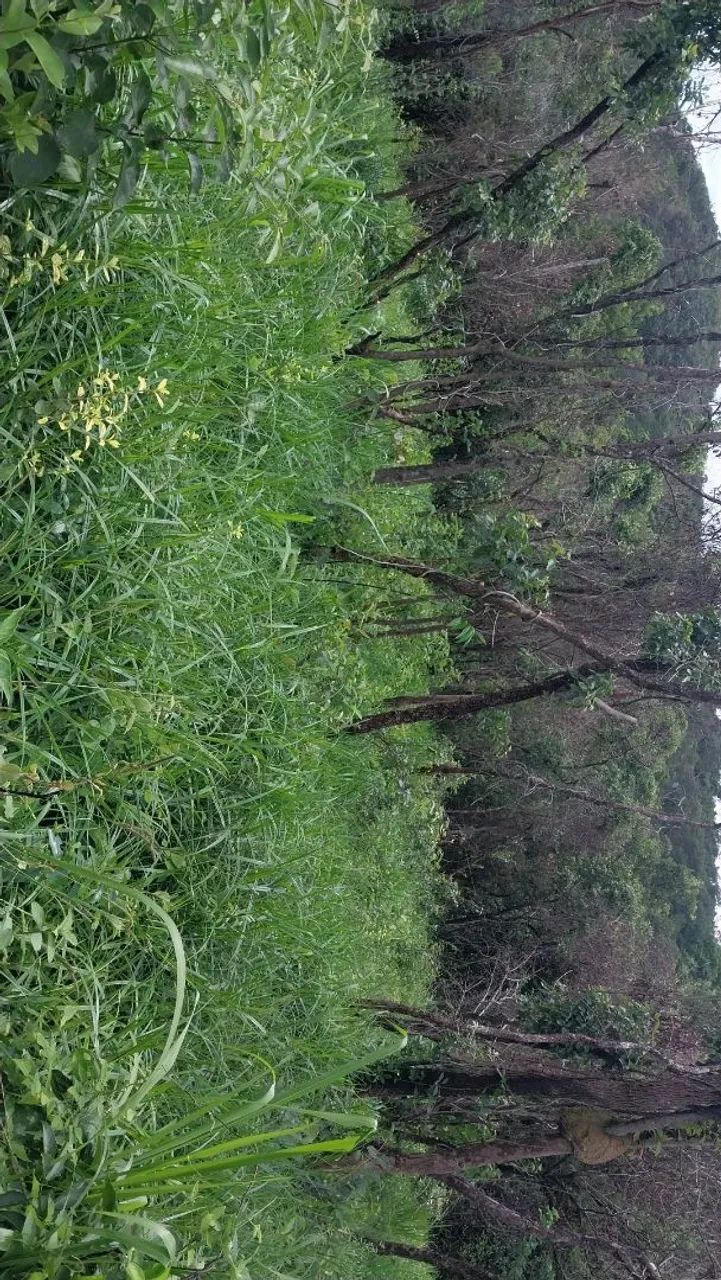 Foto - Santa Luzia - Santa Mônica