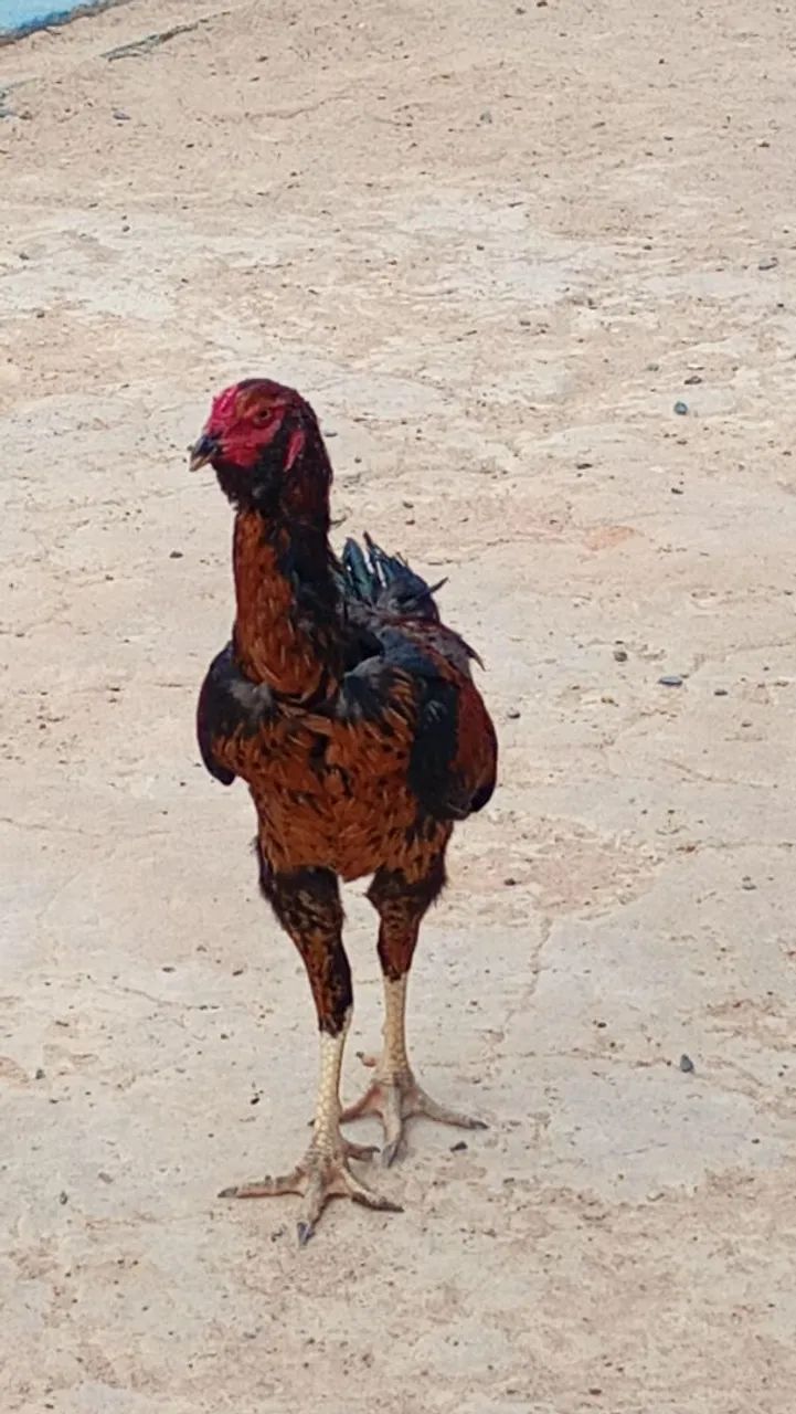 Vende se galo índio gigante  - Foto 2