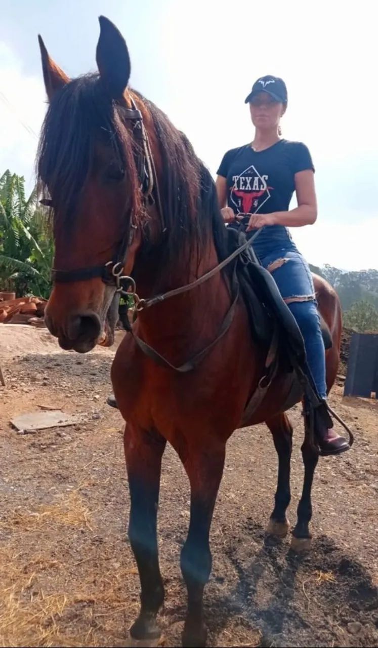 CAVALO PURO SANGUE LUSITANO OPORTUNIDADE ÚNICA!!! - Foto 2