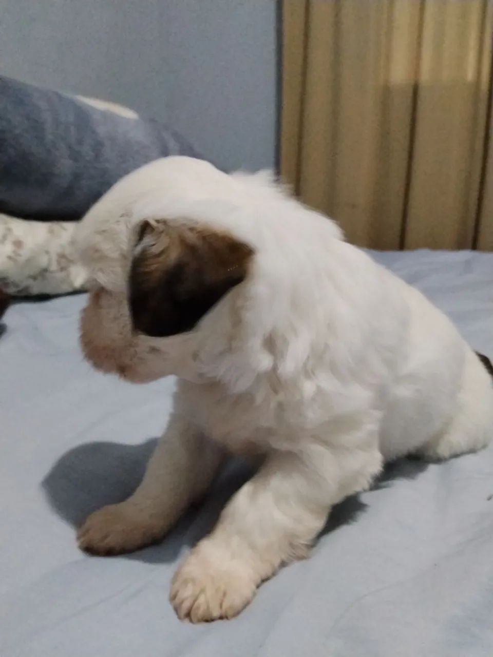 Filhote de Lhasa Apso macho  - Foto 4