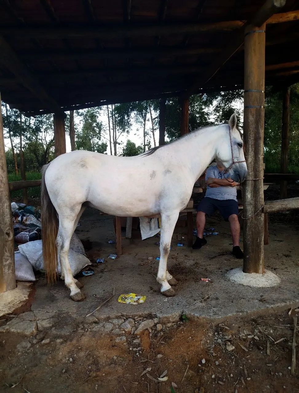 Vendo cavalo castrado com 5 anos e bem dócil 