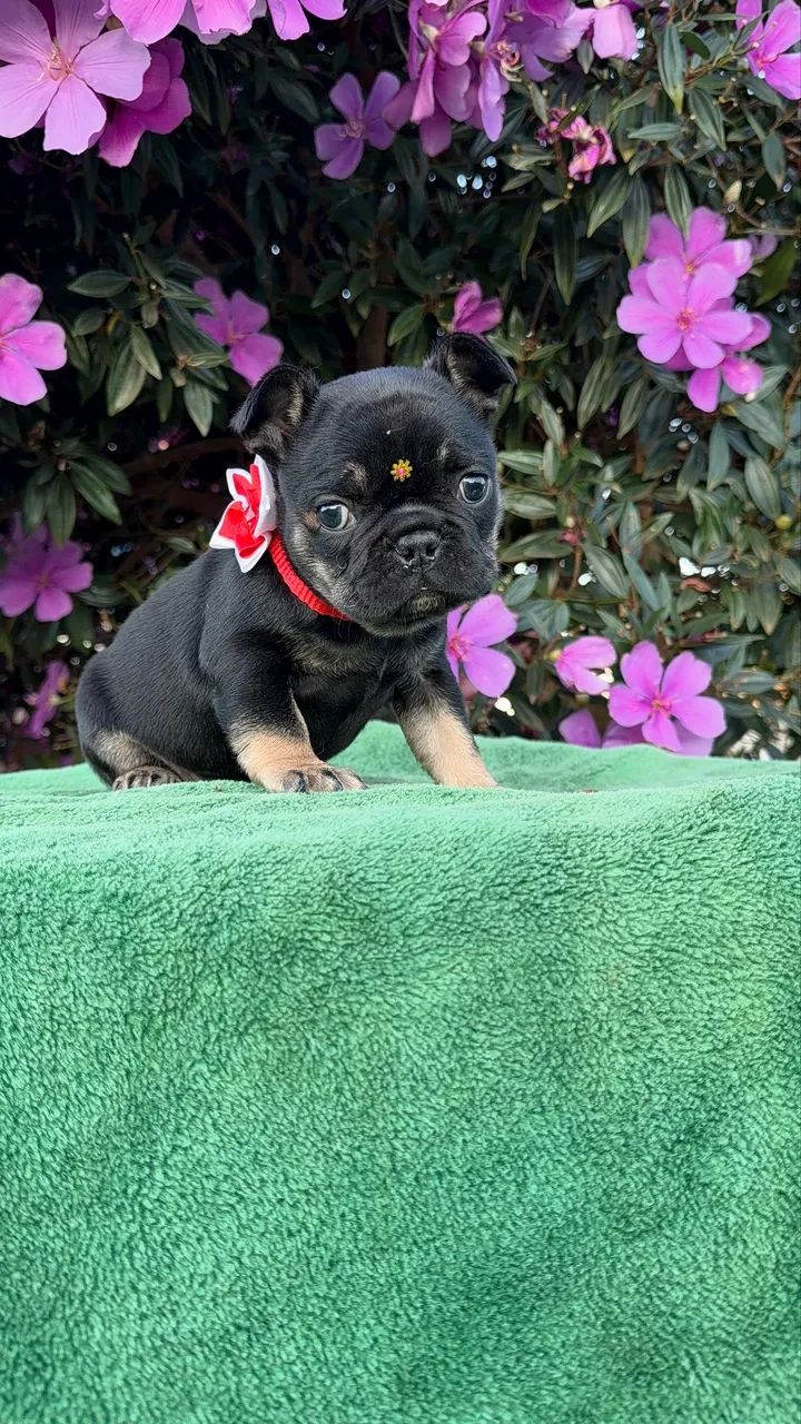 Bulldogue francês  - Foto 4