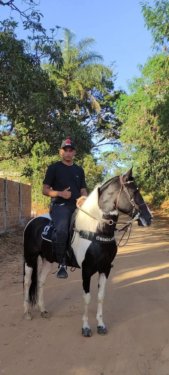 Cavalo Pampa de preto HOMOZIGOTO 