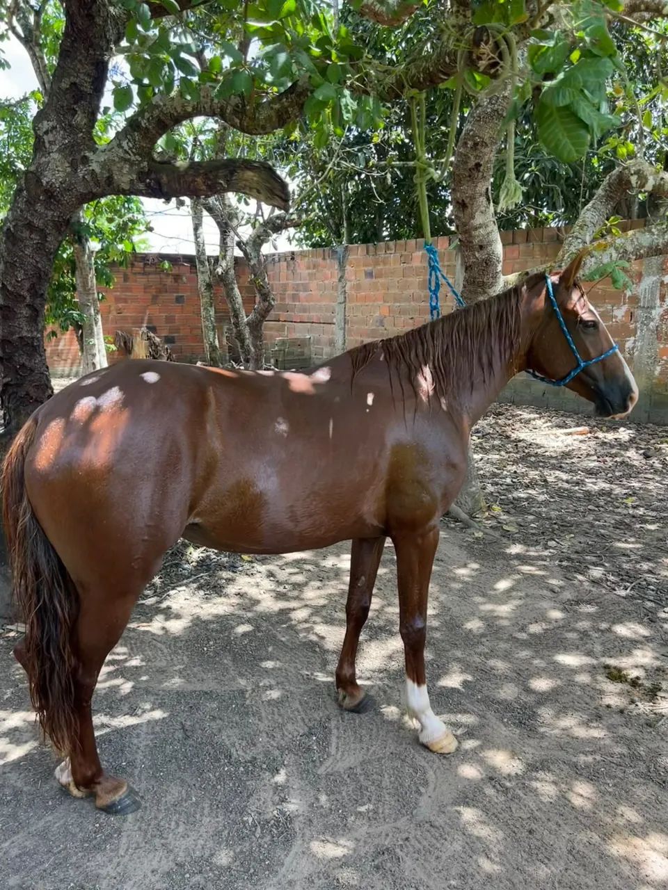 Égua de picado  - Foto 2