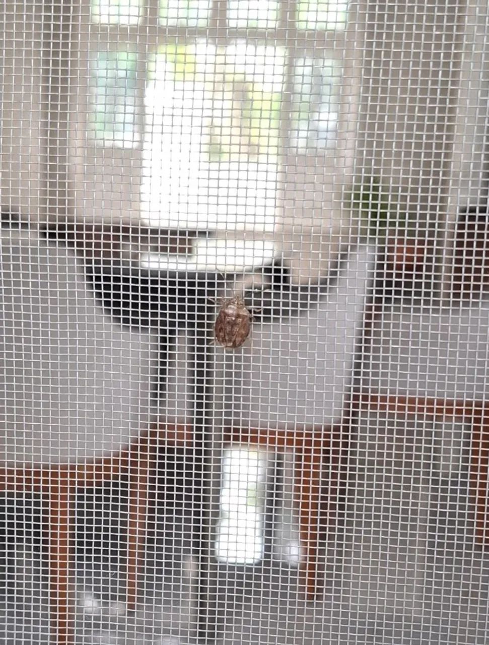 Telas Mosquiteiras  - Foto 3