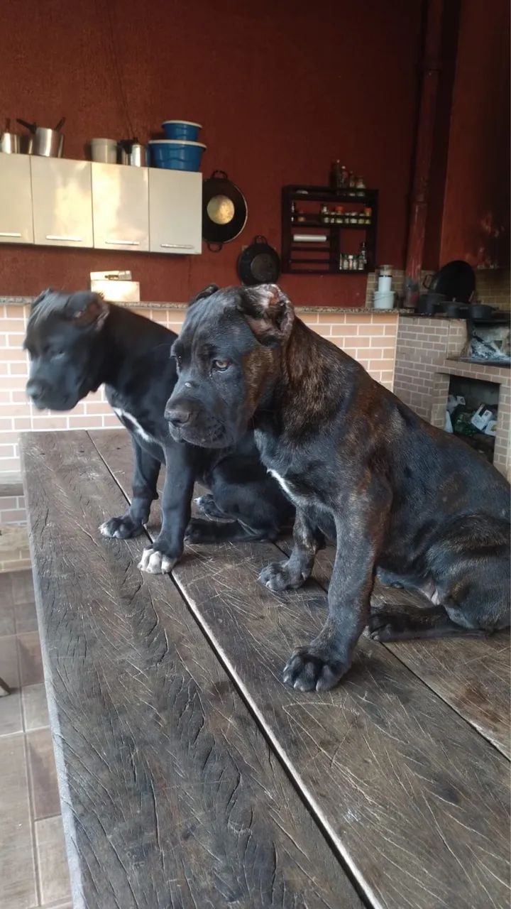Cachorro - Foto 2