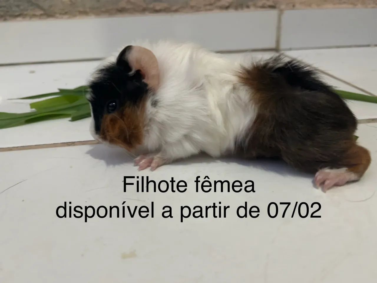 Porquinho da índia - Foto 4