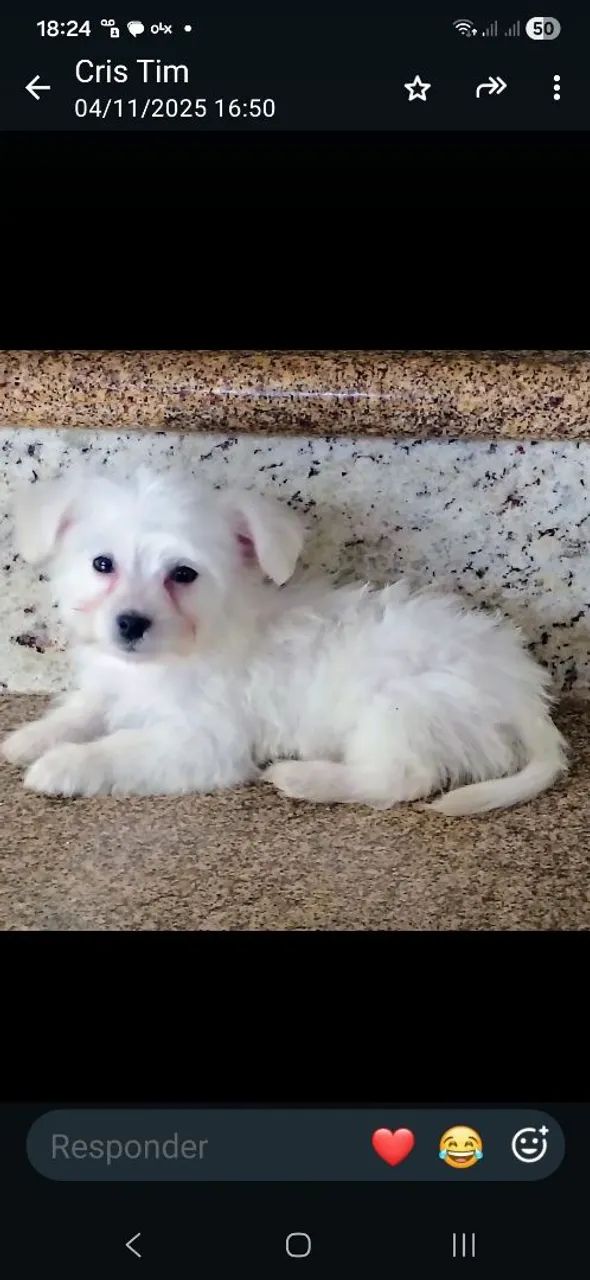 Maltês macho 
