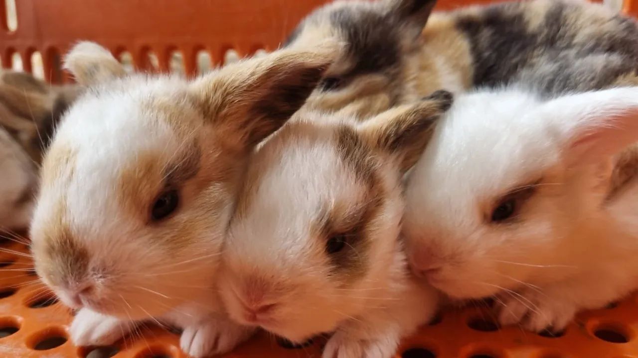 Coelhos - Foto 3
