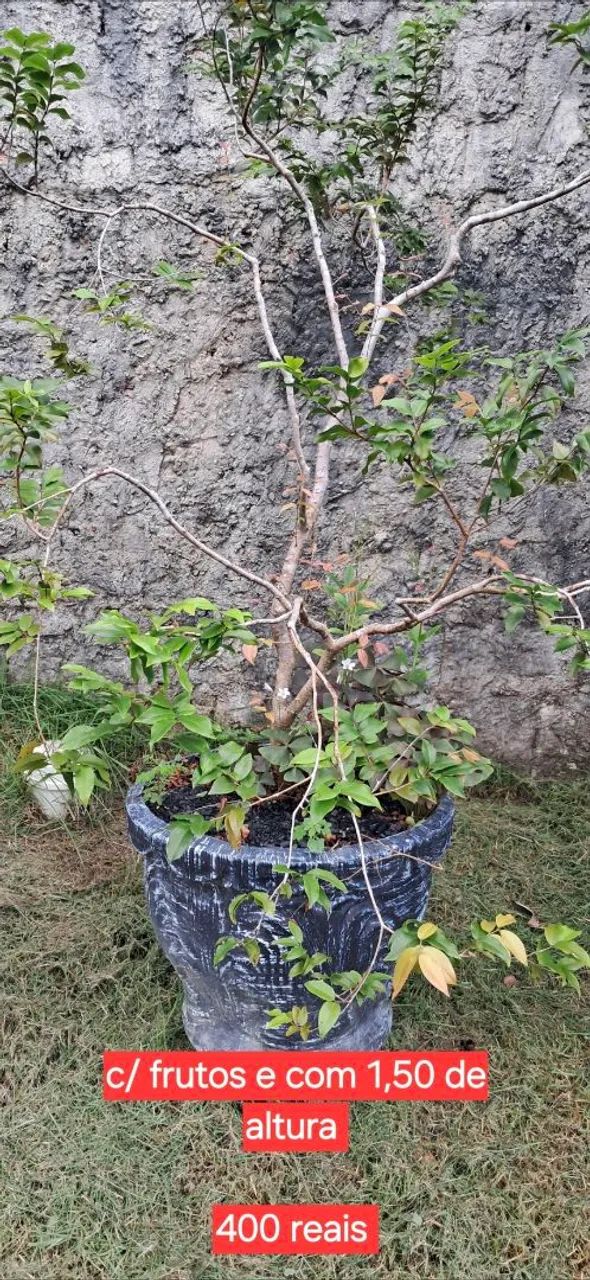 Jabuticabeiras - Foto 4