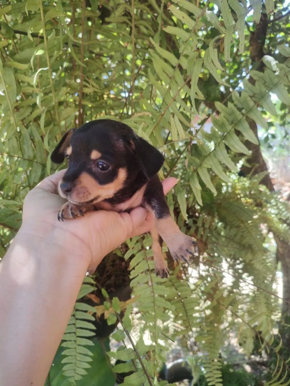 Pintcher LINDOS - Foto 4