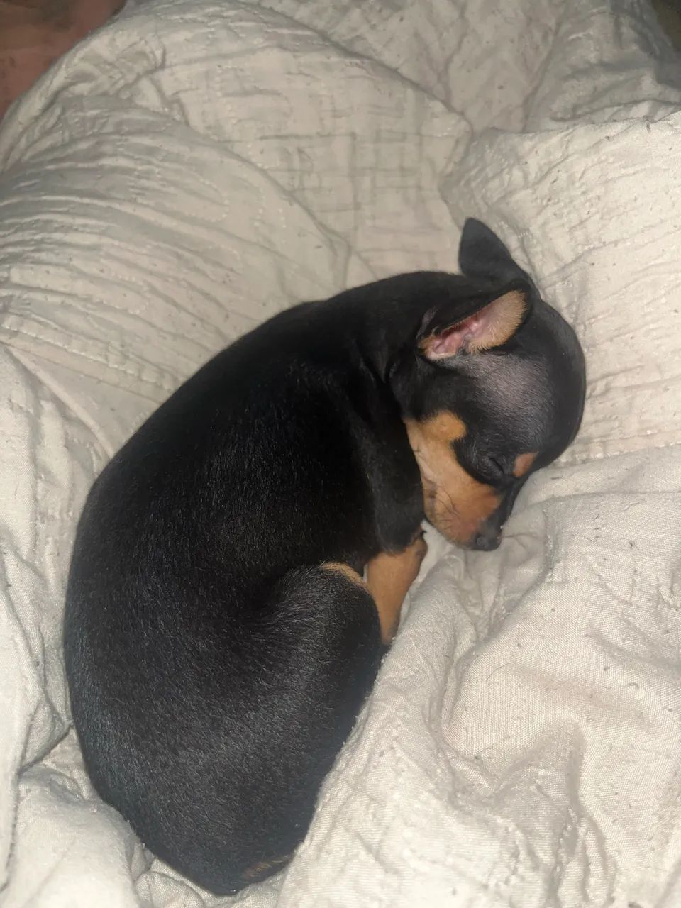 Pincher 0 - Foto 3