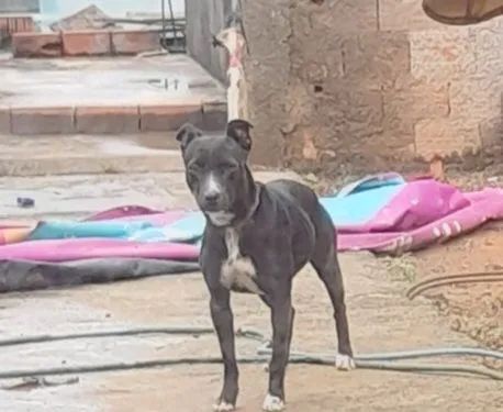Doando cachorrinha !