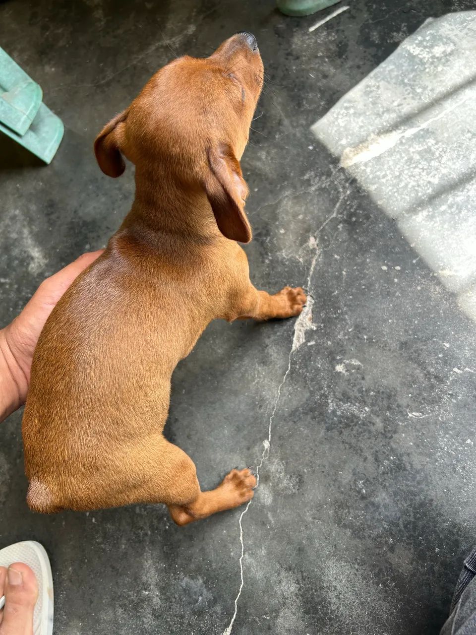 Cachorro Pinscher 1 - Foto 4