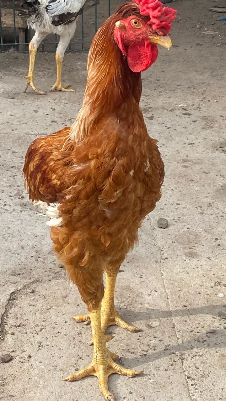 Galo 