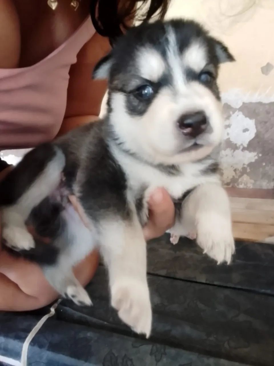 Husky Siberiano - Foto 4