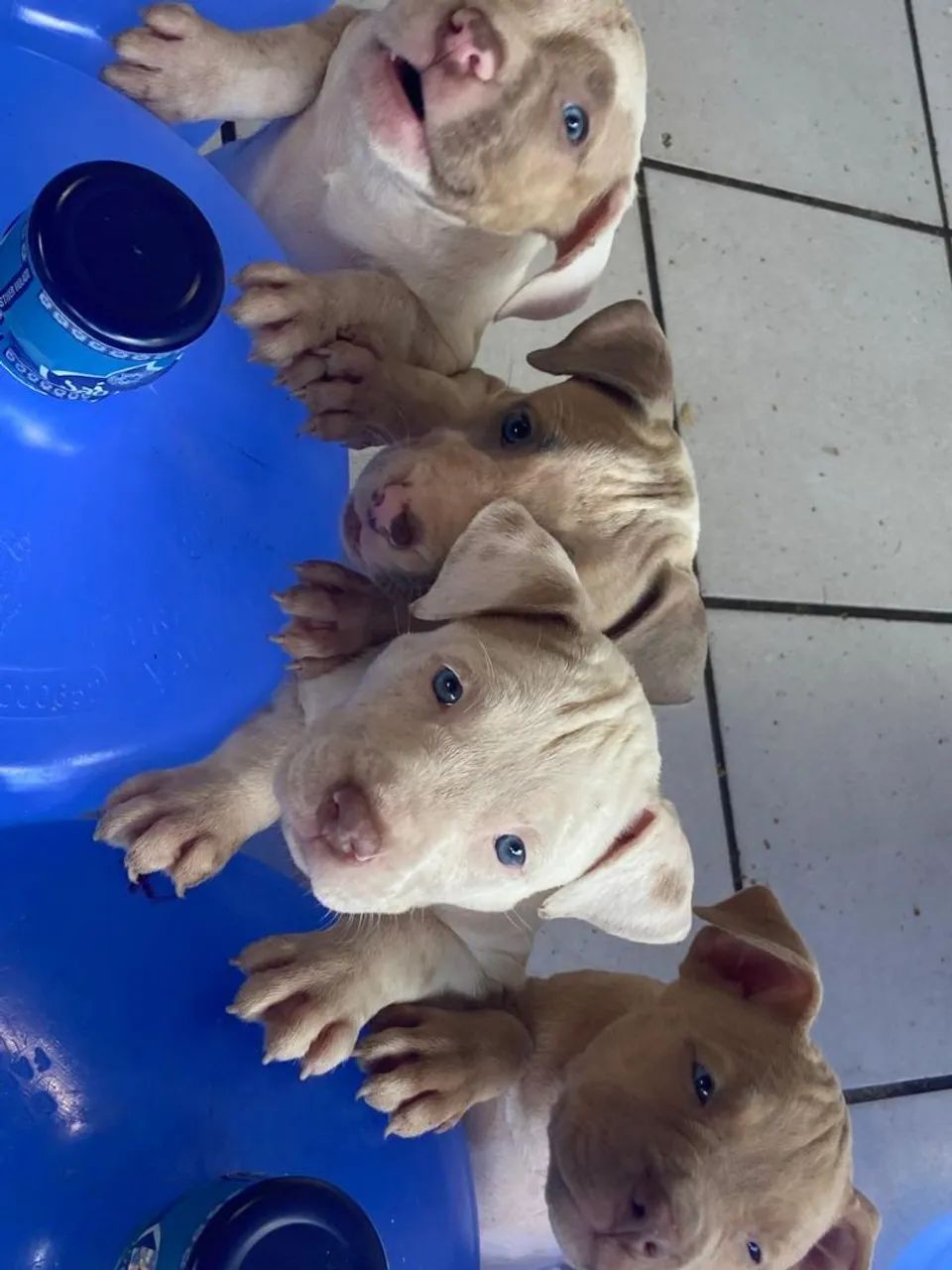 Filhotes de Pit monster